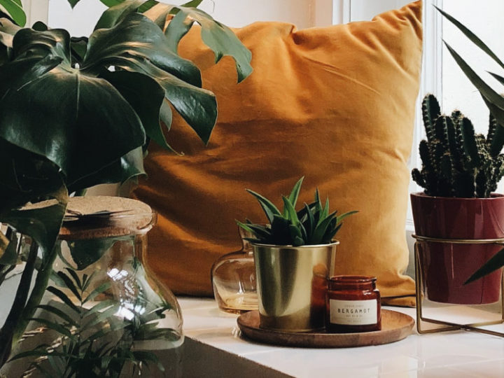 Cuidados de las plantas de interior durante el invierno