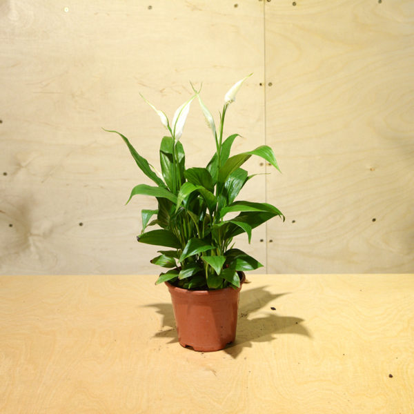 lirio