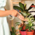 5 errores comunes al cuidar tus plantas de interior en invierno (y cómo evitarlos)