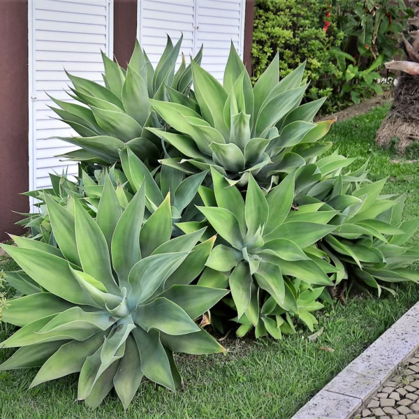 agave