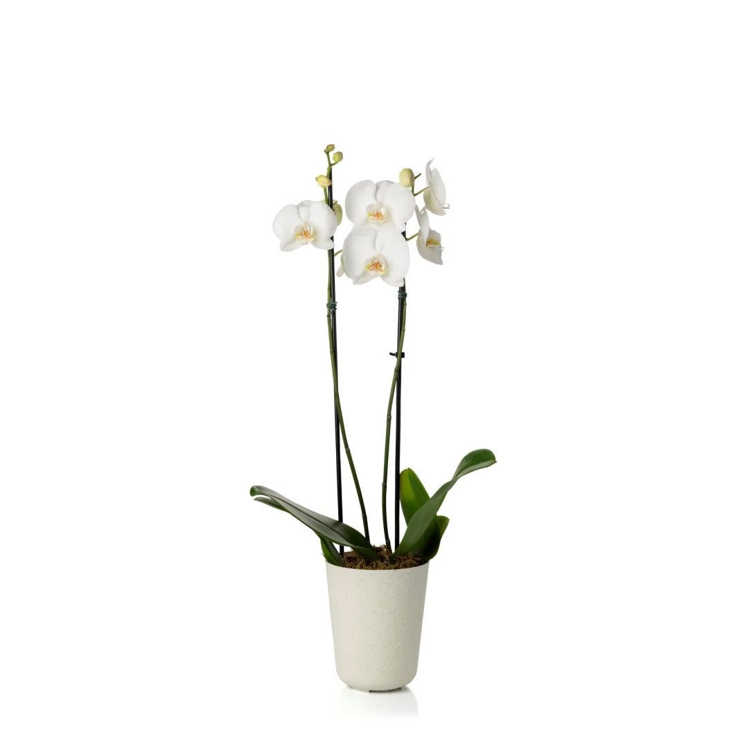 DUE-N5-Blanca DUE-N5-Blanca