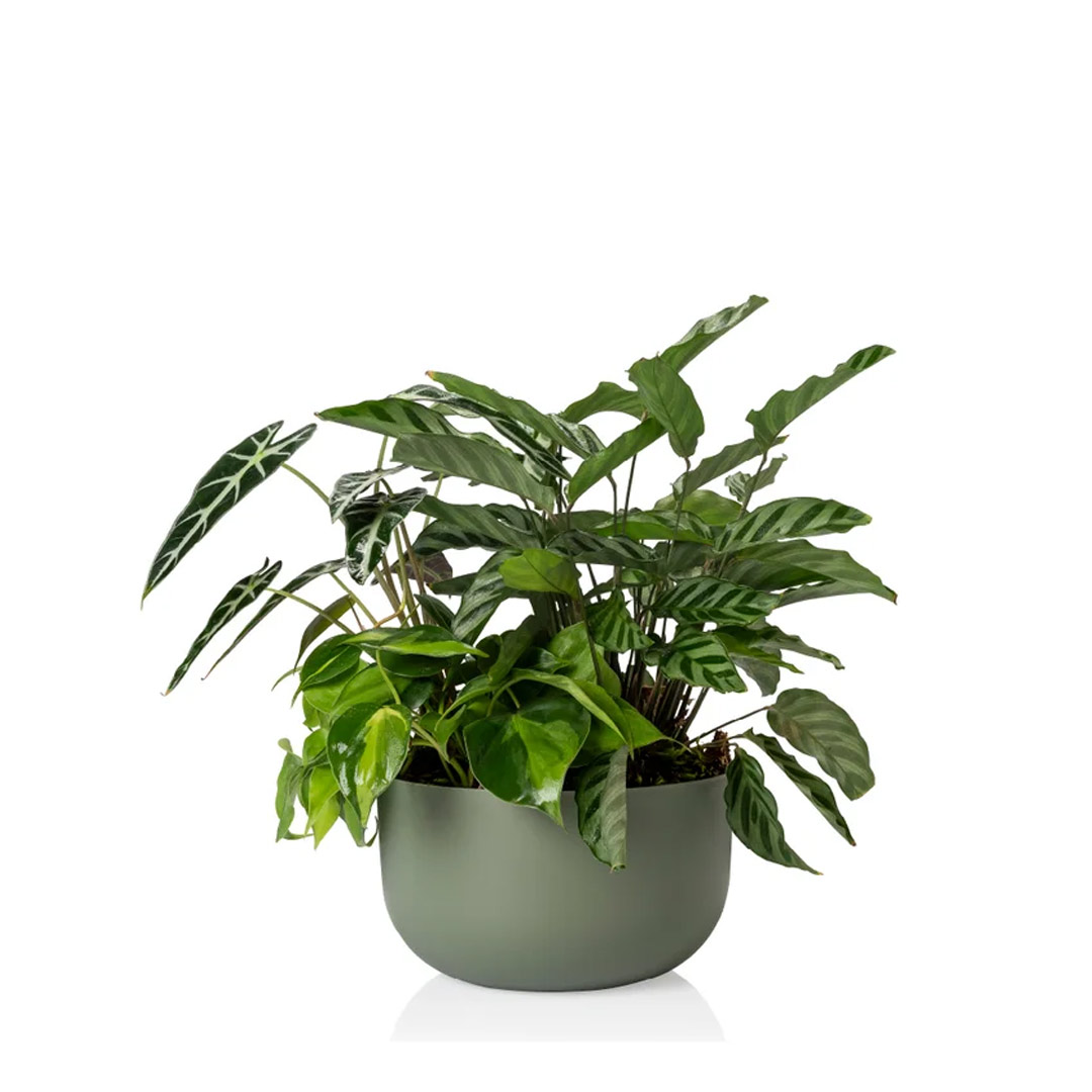 DUE_N6_Verde DUE_N6_Verde