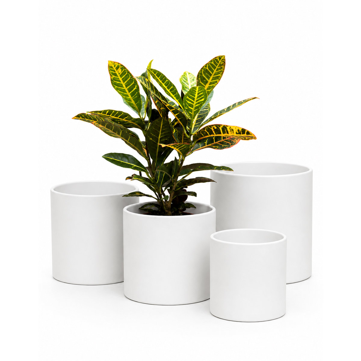 blancoConCroton_OK blancoConCroton_OK