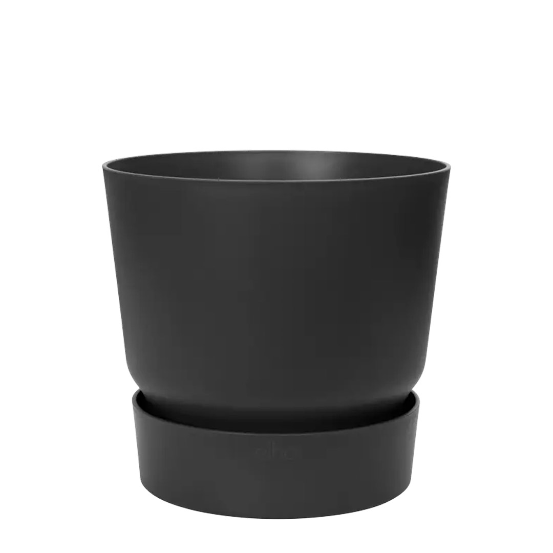 Negra18