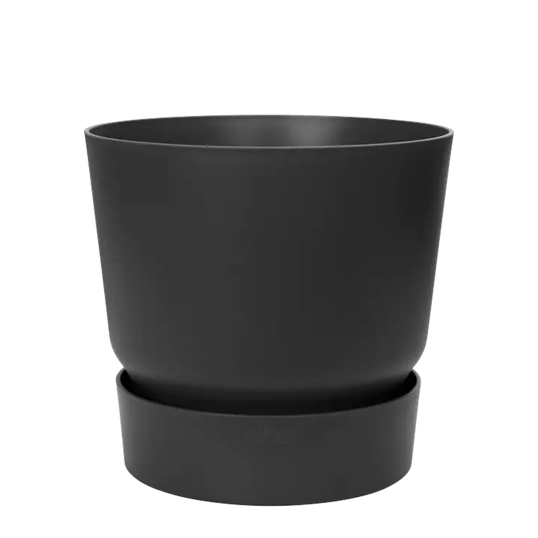 Negra20