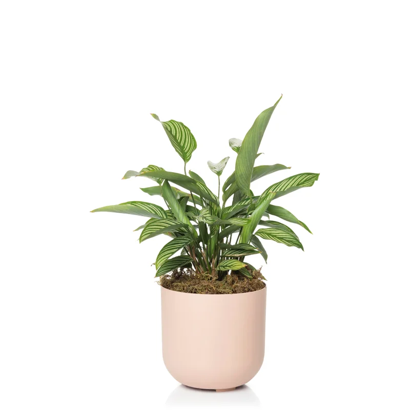 cachepo-15-creme-de-framboesa-com-planta cachepo-15-creme-de-framboesa-com-planta