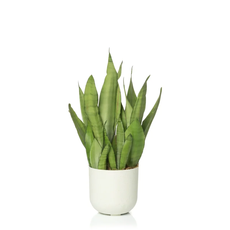 cachepo-due-3-calcario-planta cachepo-due-3-calcario-planta