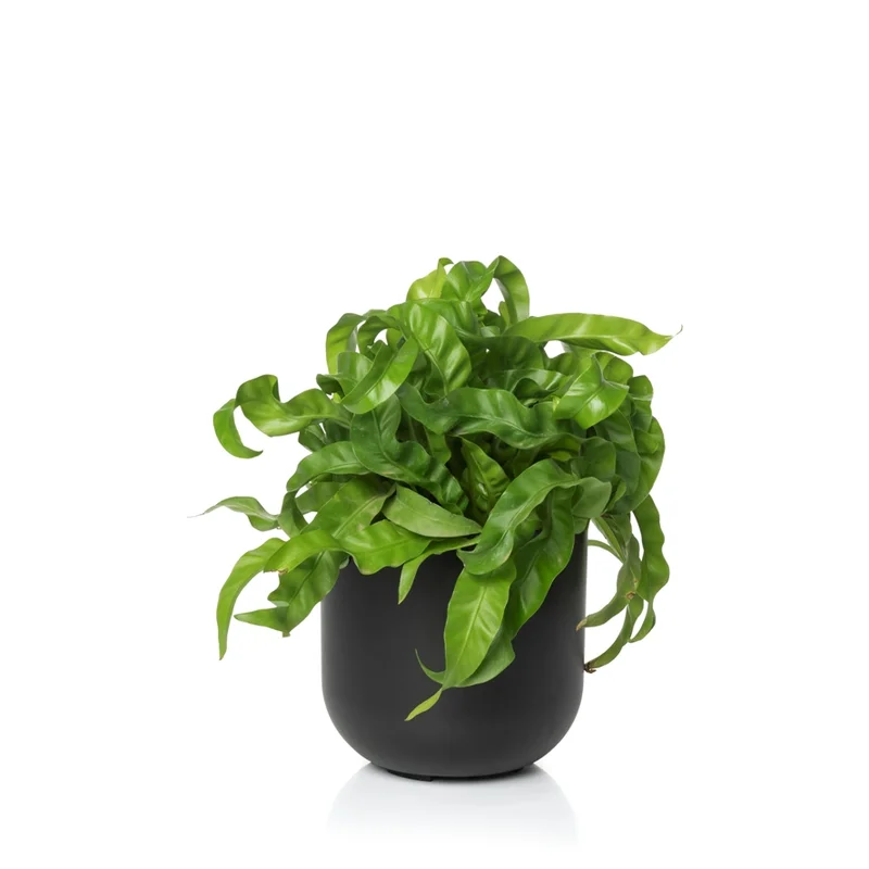 cachepo-due-3-preto-planta cachepo-due-3-preto-planta