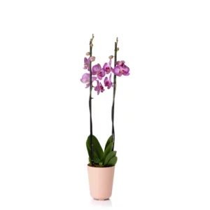 Macetero DUE combinable N5 - Rosa