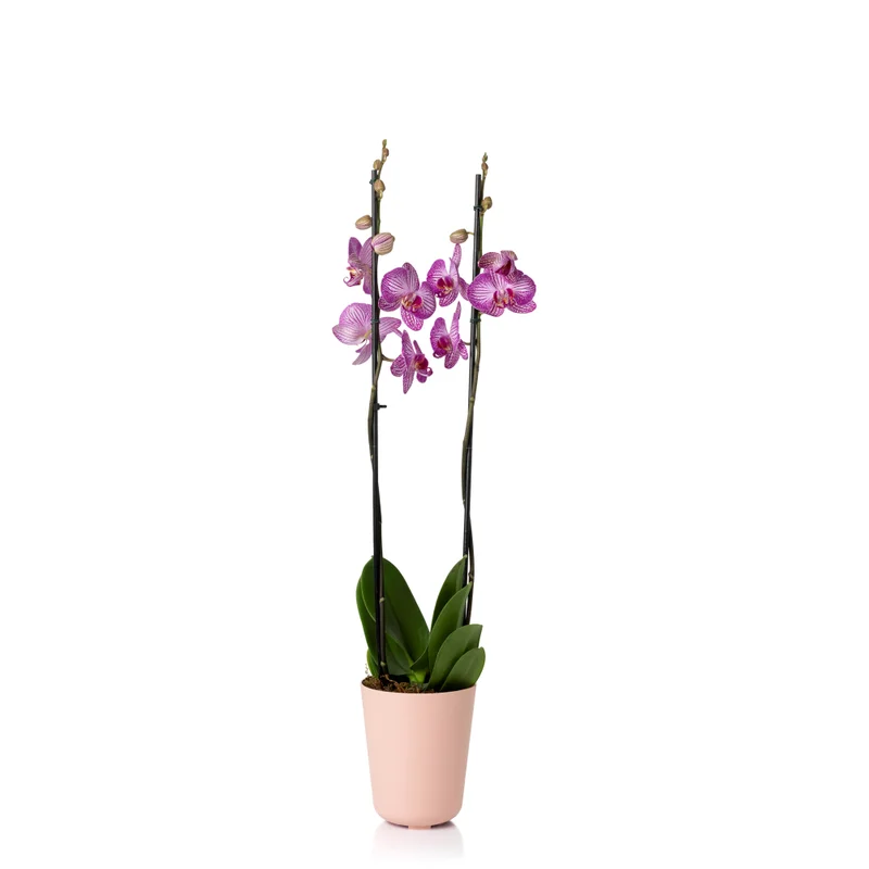cachepo-orquidea-creme-de-framboesa-com-planta-1