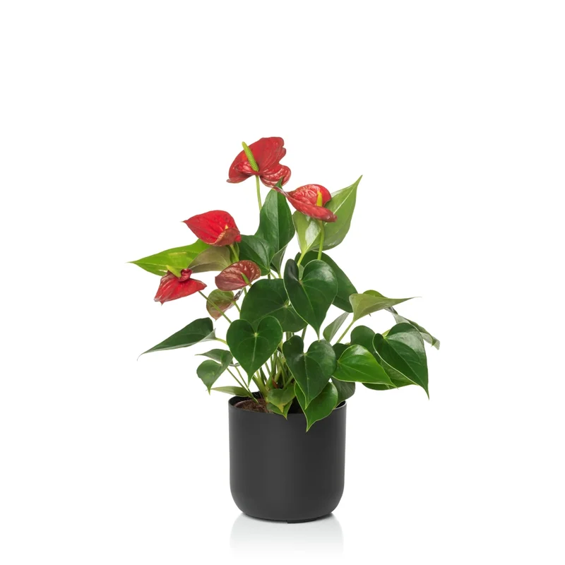 n2 negro planta