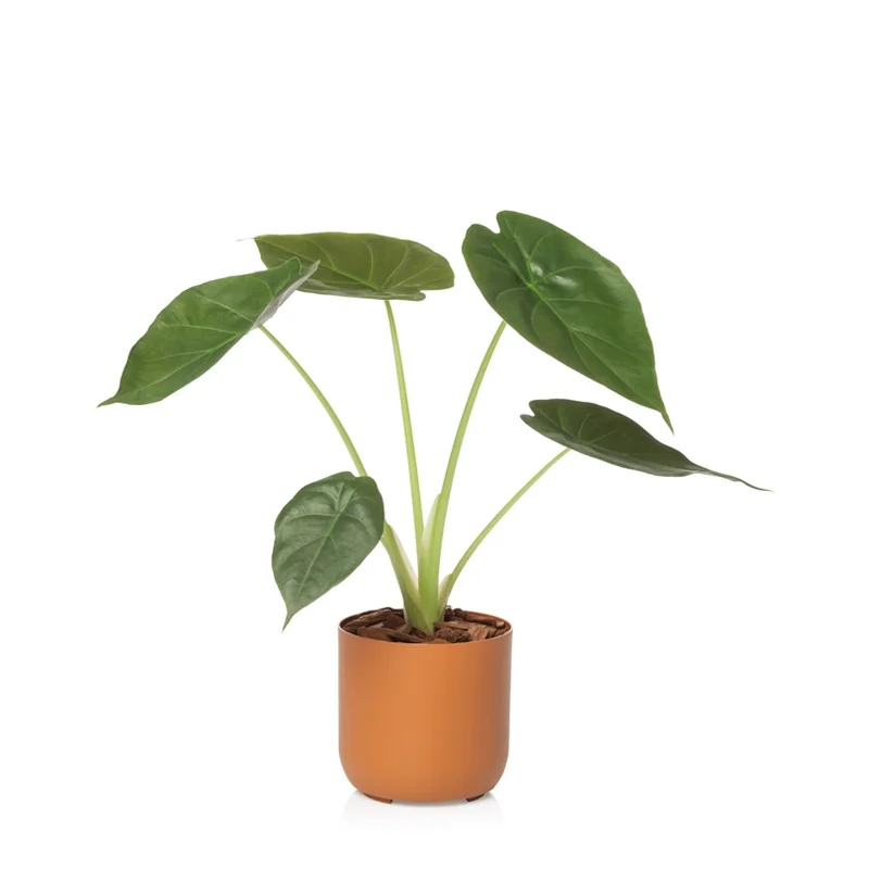 n2 terracota planta n2 terracota planta