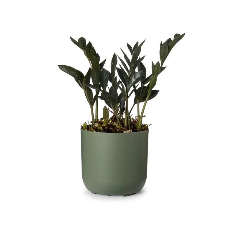 n2 verde planta